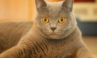 怎么判断猫咪体内有虫（怎么判断猫咪体内有虫如何驱虫）