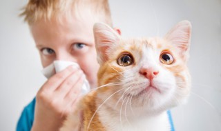 猫咪流眼泪是怎么回事（猫咪流眼泪是怎么回事滴眼药水）