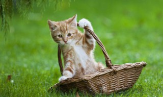 小猫咪一直叫个不停是怎么回事 两个月小猫咪一直叫个不停是怎么回事