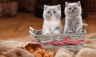 怎么判断猫咪是否发烧（怎么判断猫咪是否发烧过）