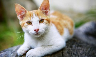 猫流口水怎么回事 猫咪流口水怎么回事