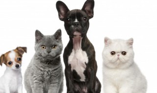 猫癣怎么治好得快（人得了猫癣怎么治好得快）