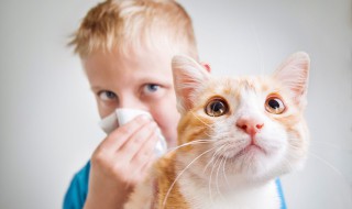 怎么判断幼猫要死（幼猫要死的前兆）