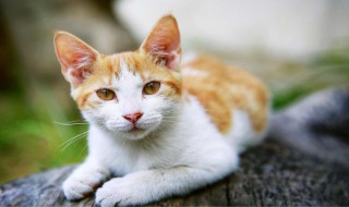 猫拉稀怎么回事（怀孕的猫拉稀怎么回事）