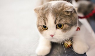 猫癣怎么治 猫癣怎么治好得快可以自愈吗