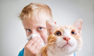 怎么判断猫有没有狂犬病（怎么判断猫有没有狂犬病症状）