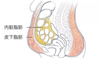 皮下脂肪怎么减掉 皮下脂肪怎么减掉的