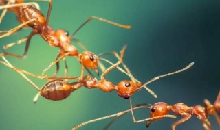 家里有小黄蚂蚁怎么办能除根 家里有小小的黄蚂蚁怎么办能除根