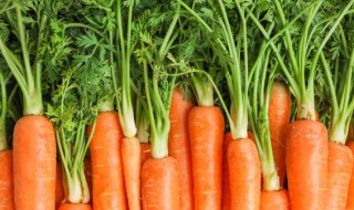 胡萝卜苗怎么做好吃（胡萝卜苗怎么做好吃又简单）