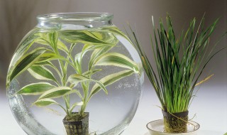 剑兰插花瓶水养怎么养 剑兰插花瓶水养的方法