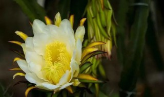 新鲜昙花怎么吃最好 新鲜昙花怎么吃最好煲汤