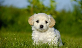 宠物怎么驱虫（宠物怎么驱虫预防弓形虫）