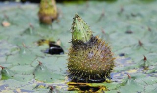 鸡头果怎么吃 鸡头果怎么吃法
