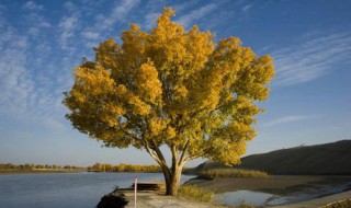 密林种植什么适合 密林种植什么适合种植