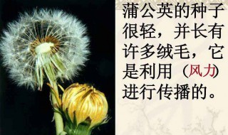 你还知道哪些植物传播种子的方法 你还知道哪些植物传播种子的方法举例说明