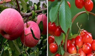 膨果期能打芸苔素吗 葡萄发芽期能打芸苔素吗