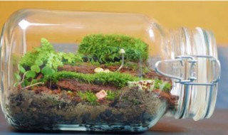 微景观生态瓶怎么养 如何做微景观生态瓶