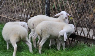 羊除了吃草还有什么（羊除了吃草还吃什么?）