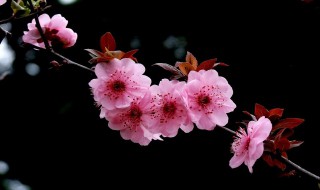 寻梅歌词要表达意思（寻梅这首歌表达了什么感情）