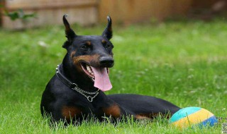 杜宾一生认几个主人 杜宾本来的样子