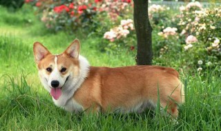 柯基有几种颜色（柯基有几种颜色?）