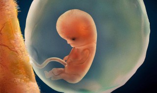 50天能看到胎心胎芽吗 怀孕50天能看到胎心胎芽吗