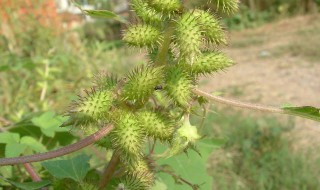 满身刺的植物叫什么（满身刺的植物图片）