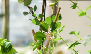 小木槿的扦插方法（小木槿的扦插方法和注意事项）