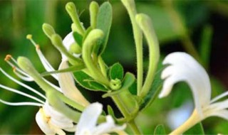 如何种植金银花 如何种植金银花种子