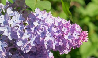 丁香花叶子发蔫怎么解决（丁香花叶子发蔫怎么解决视频）