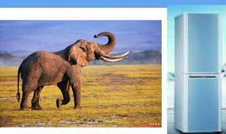 怎么把大象放进冰箱里（怎么把大象放进冰箱里全民烧脑）
