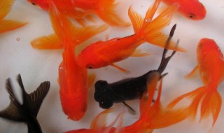 蝶尾金鱼怎么养（蝶尾金鱼怎么养长得快）