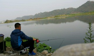 野钓鲤鱼用什么打窝（野钓鲤鱼用什么打窝最好）