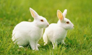 哪些生肖有爱情强迫症 有感情洁癖的生肖女