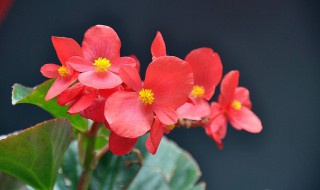 四季海棠的黄叶原因（四季海棠黄叶子什么原因）