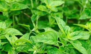 薄荷分株繁殖方法（薄荷怎么移植分株图解）