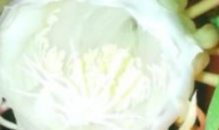 昙花黄叶如何解决（昙花黄叶怎么办）