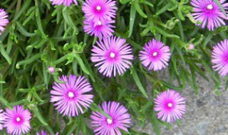 松叶菊黄叶的原因（松叶菊黄叶的原因有哪些）