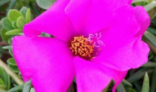 太阳花黄叶如何处理（太阳花黄叶怎么办）