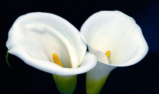 夏季马蹄莲是否可以换盆 马蹄莲换盆注意事项