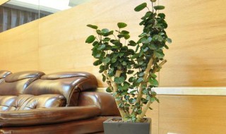 银兜树根烂了如何解决 金钱兜树皮烂了怎么办