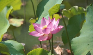 荷花是否可以淋雨（荷花是否可以淋雨淋湿）