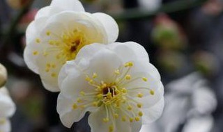 梅花的嫁接方法（梅花的嫁接方法及时间）