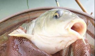 2.5子线能钓多大鱼 3.0子线能钓多大鱼