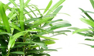 牡丹吊兰烂根是什么原因 牡丹吊兰烂根最好的处理方法