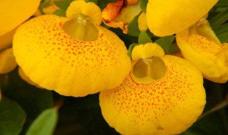 荷苞花的养殖方法 荷苞花的养殖方法有哪些