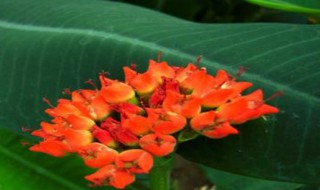 喷火龙烂根该如何解决 喷火龙烂根该如何解决视频