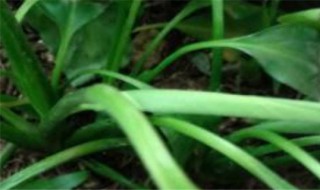 土培白掌烂根如何进行补救 土培白掌烂根如何进行补救措施