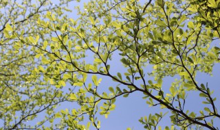 榄仁的养殖方法（榄仁的养殖方法和用量）