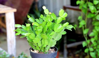 养殖九头草需要注意什么 九头龙植物养殖方法